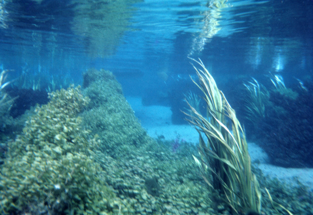 1960s Submerged Aquatic Vegetation (SAV) Photo: Dr. Parker Small, Jr.